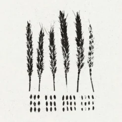 AlbumCD DIGIPACK The Gleaners