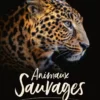 Animaux sauvages