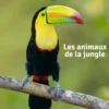 Bioviva - Les animaux de la jungle