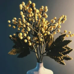 Branche de Mimosa