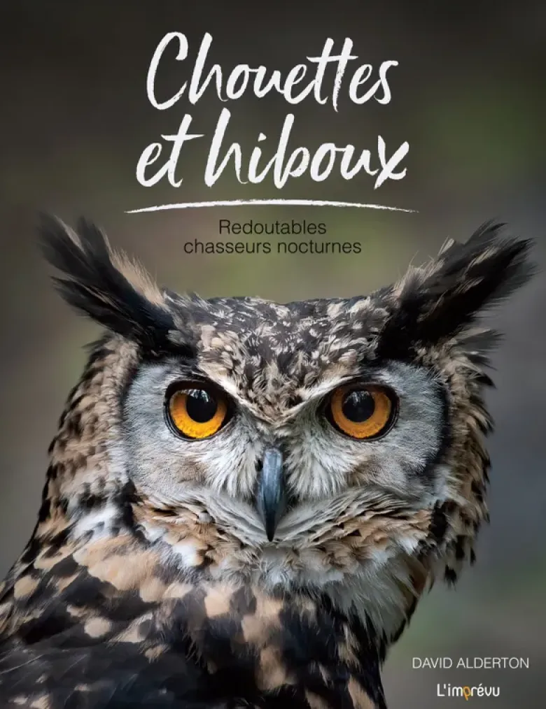 Chouettes et hiboux