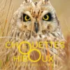 Chouettes et hiboux