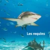 Défis Nature - Les requins