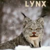 Eperdument Lynx