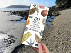 50 espèces animales des estrans rocheux en Bretagne