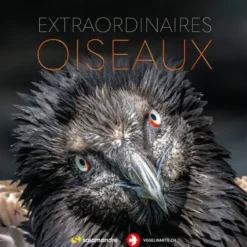 Extraordinaires oiseaux