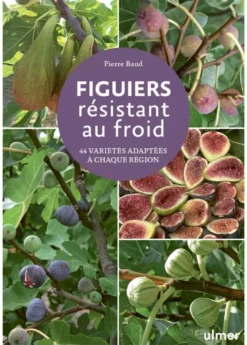 Figuiers résistant au froid - 44 variétés adaptées à chaque région