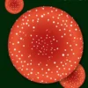 Fungi