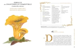 Grimoire d'une cueilleuse de champignons