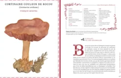 Grimoire d'une cueilleuse de champignons