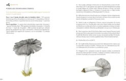 Grimoire d'une cueilleuse de champignons