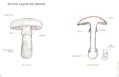 Grimoire d'une cueilleuse de champignons