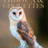 Hiboux & chouettes