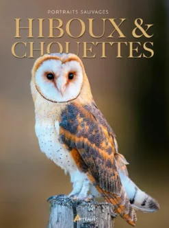 Hiboux & chouettes