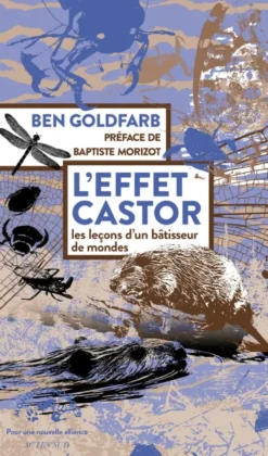 L'effet castor