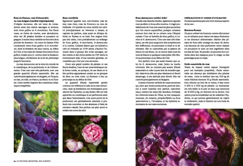 Le pouvoir ancestral des plantes