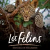 Les félins