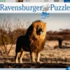 Lion, roi des animaux