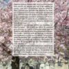 Mère Lachaise 2