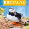 Oiseaux de Bretagne