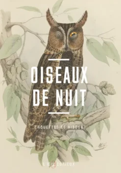 Oiseaux de nuit - Chouettes et hiboux