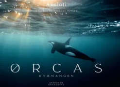 Orcas