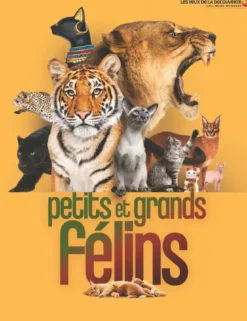 Petits et grands félins