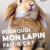 Pourquoi mon lapin fait-il ça ?