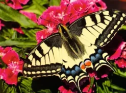 Puzzle Highlight Papillon 500 pièces