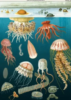 Puzzle Méduses 1000 pièces