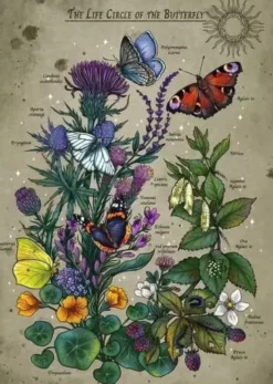 Puzzle Vie d'un Papillon