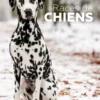 Races de chiens