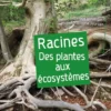 Racines