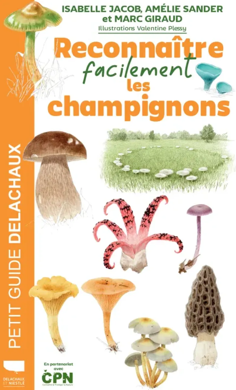 Reconnaître facilement les champignons