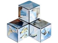 Shashibo Arctic