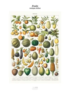 Tirage - Fruits
